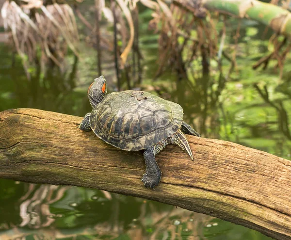 Красноухий ползунок - полуводная черепаха среднего размера . — стоковое фото