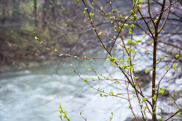 Branches qui fleurissent devant une rivière de montagne — Photo