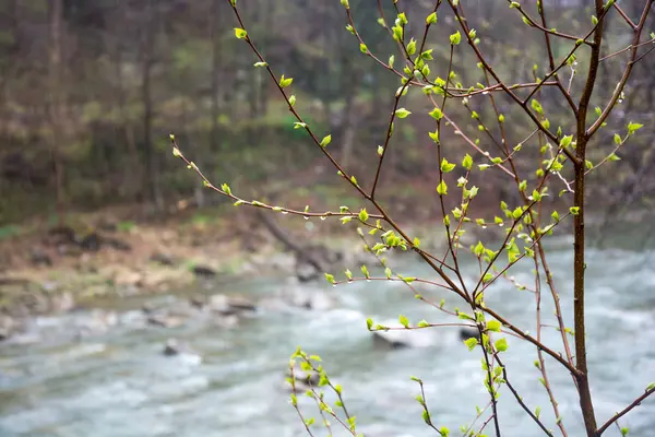 Branches qui fleurissent devant une rivière de montagne — Photo
