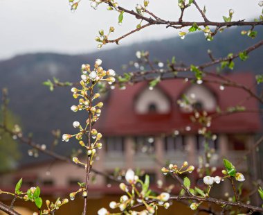 Dağlar ve evin önünde çiçek şube