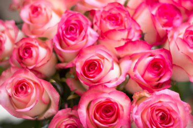 Gül, güneşin, bokeh yaktı