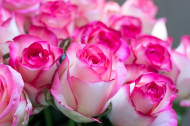 Gül, güneşin, bokeh yaktı