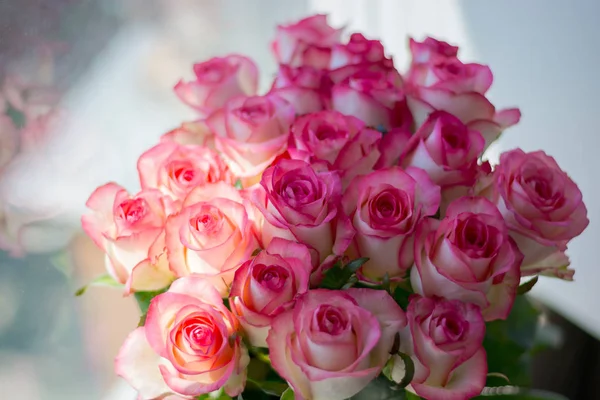 Róże, oświetlone przez słońce, bokeh — Zdjęcie stockowe
