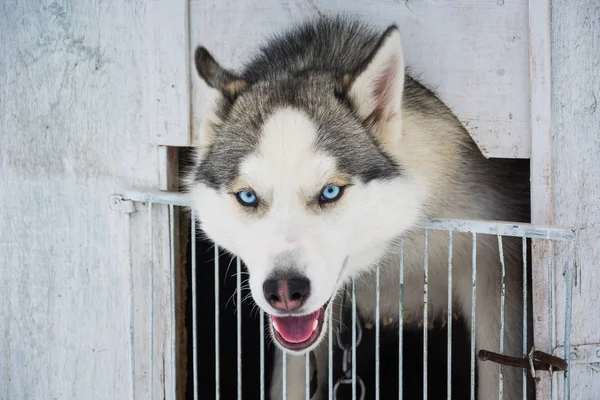チェーンのブースでハスキーな犬種の犬 — ストック写真