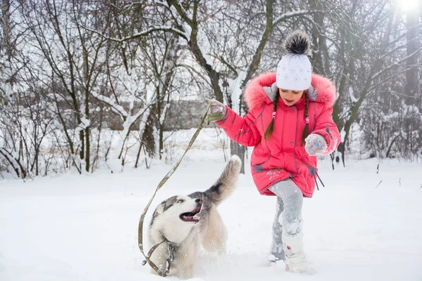 Bir kız bir pembe ceket ve şapka bir Husky yanındaki karda çalışır