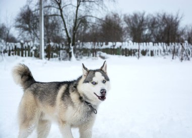 Sibirya husky köpek kar üzerinden çalışır