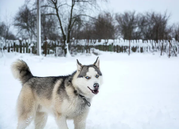 シベリアン ハスキーの犬は雪の中を実行します。 — ストック写真