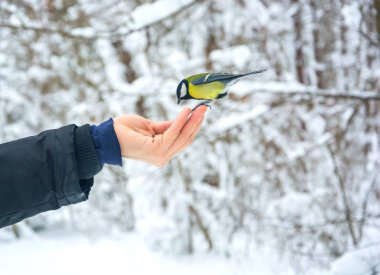 Bir baştankara bir karlı kış ormandaki bir eldeki besleniyor