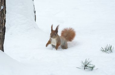 Sincap kışın kar üzerinden çalışır 