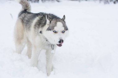 Husky doğurmak köpek kar üzerinden çalışır