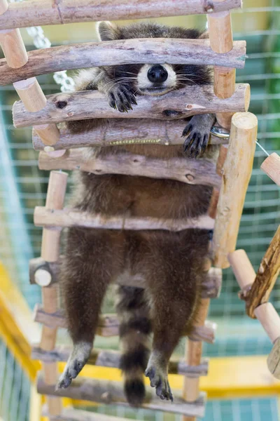 A small raccoon sleeps on a wooden staircase, bottom view — Stock Photo, Image