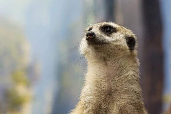 Suricate looking into the distance