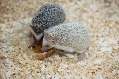 Hayvanat bahçesinde iki kirpi yemek