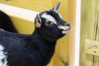 Siyah keçi kişi Hayvanat Bahçesi