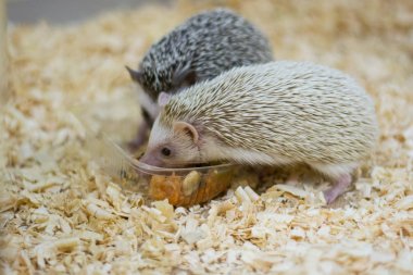 Kirpileri iletişim hayvanat bahçesinde yemek