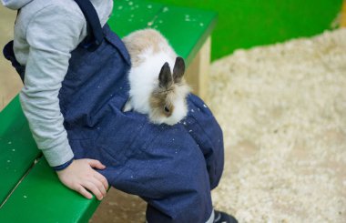 Tavşan çocuğun kollarında