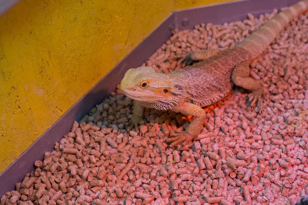Iguana em luz vermelha no zoológico de contato — Fotografia de Stock