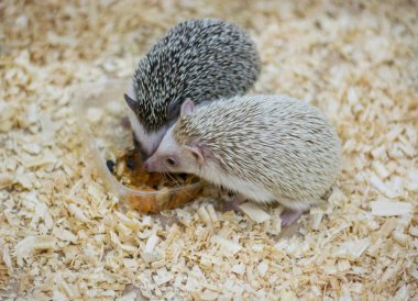 Kirpileri iletişim hayvanat bahçesinde yemek