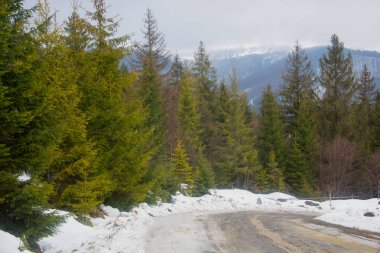 Roa Bahar, iğne yapraklı ağaçlarda dağlarında yol