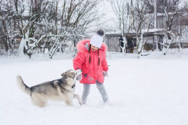 Pembe ceketli küçük kız Sibirya 'lı bir kurt ırkıyla oynuyor.
