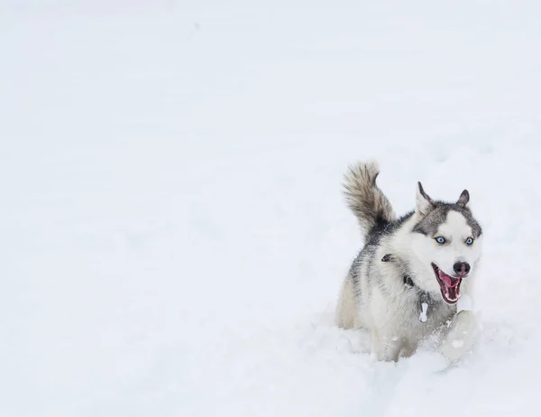 シベリアン ハスキー犬種の犬は雪の中を実行します。 — ストック写真