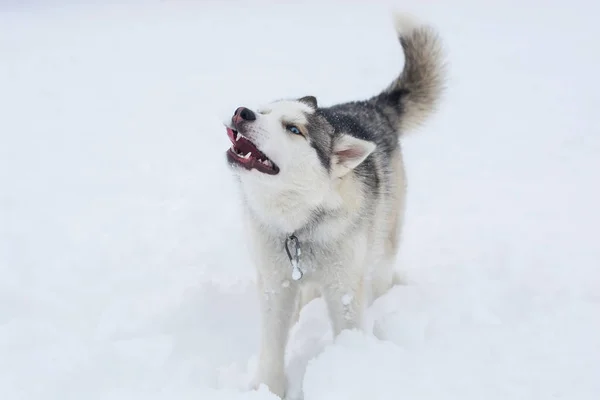 A dog of Siberian husky breed with open mouth in the snow — Stock Photo, Image