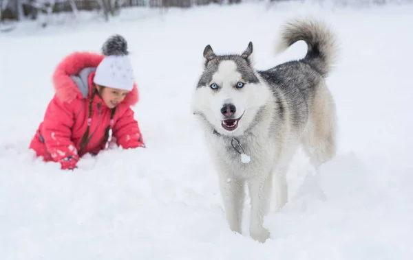 小さな女の子が、冬季でシベリアン ハスキー犬と遊んで — ストック写真