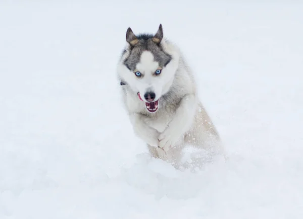 Ein Hund sibirischer Husky-Rasse läuft durch den Schnee — Stockfoto