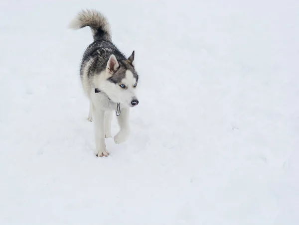 По снегу бежит собака сибирской породы хаски — стоковое фото