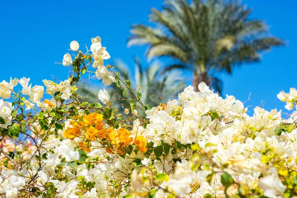 Flowering White Yellow Hibiscus Bushes Palm Trees Egyptian Winter — Stock Photo, Image