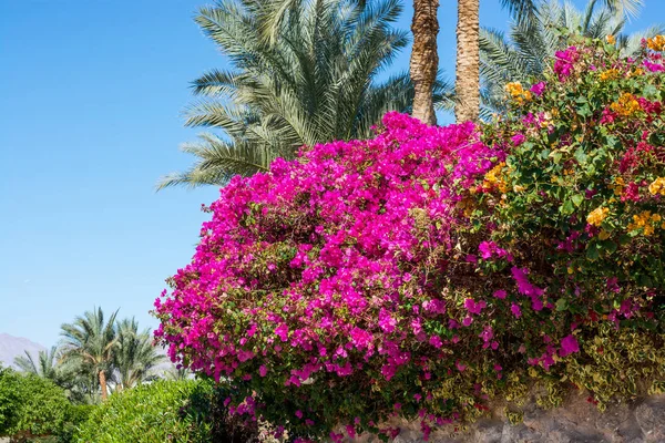 Flowering Red Pink Hibiscus Bushes Palm Trees Egyptian Winter — Stock Photo, Image
