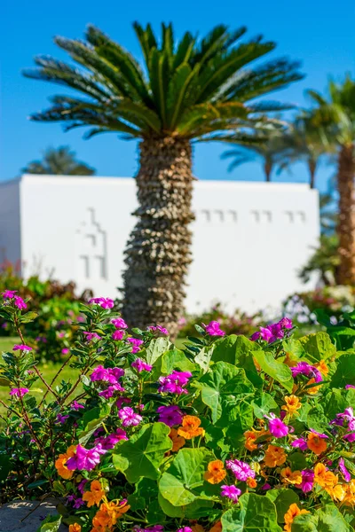 Jardín Con Flores Arbustos Hibisco Rojo Rosa Palmeras —  Fotos de Stock