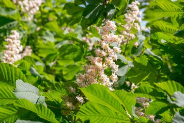 Baharda çiçek açan kestaneler, yakın plan.