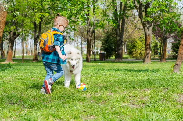 A little boy with glasses plays a ball with a white dog. A samoyed dog and a little hipster run through the park on the grass in spring