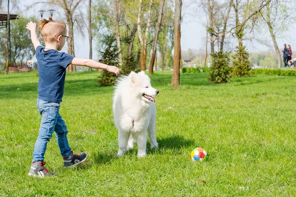 Gözlüklü Küçük Bir Çocuk Beyaz Bir Köpekle Top Oynuyor Samoed — Stok fotoğraf