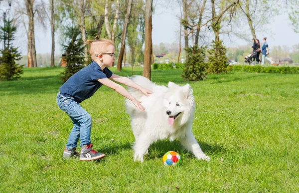 A little boy with glasses plays a ball with a white dog. A samoyed dog and a little hipster play football in the park on the grass in spring