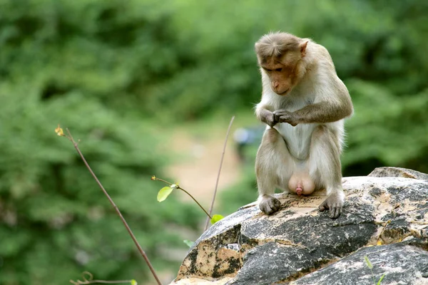 Cute monkey closeup.