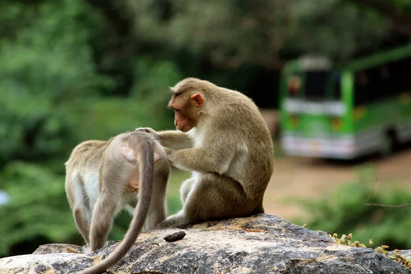 Cute monkeys with family. Monkey closeup.