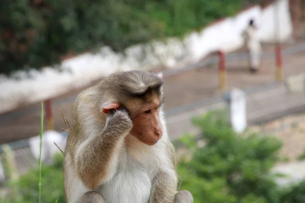 Cute monkey closeup.