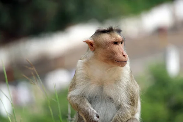 Cute monkey closeup.