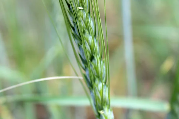 Green wheat grass ears.