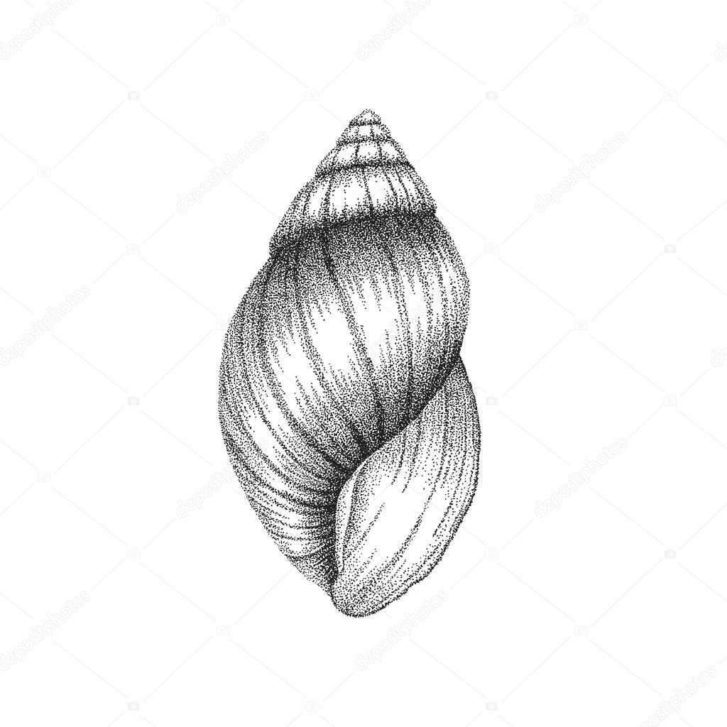 Conch shell hand drawing in dotwork style. Vector illustration