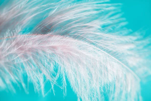 Pastel soft abstract background, pink feather on blue background — Stock Photo, Image