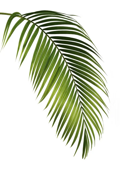 Liście Palmy Odizolowane Białym Tle — Zdjęcie stockowe