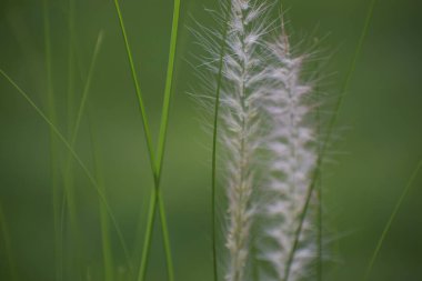 Bahçede yeşil çimenler ve çiçekler