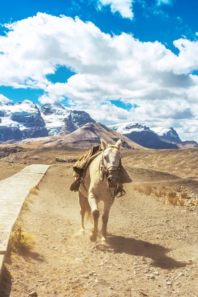 Cavalo Correndo Sozinho Rota Para Geleira Pastoruri Parque Nacional Huascarn — Fotografia de Stock