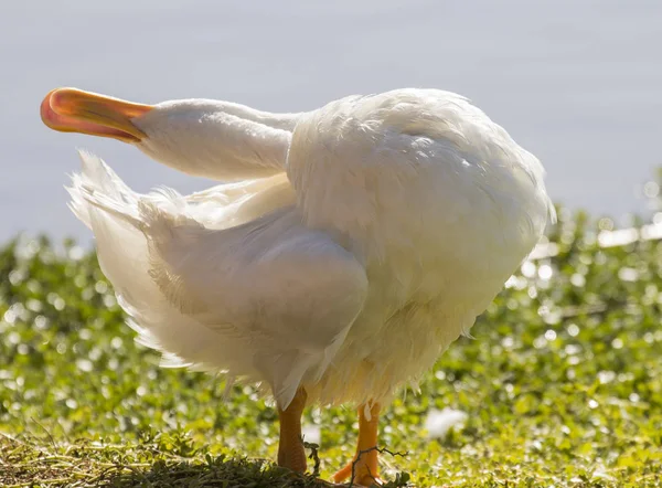 Pato blanco estirándose al sol — Foto de Stock