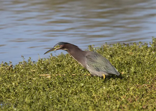 Havuzun kenarındaki Yeşil balıkçıl avcılık