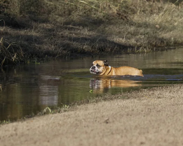 Bulldog nadando en aguas profundas — Foto de Stock