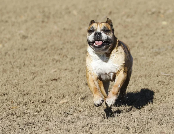 Bulldog sorridente in esecuzione — Foto Stock